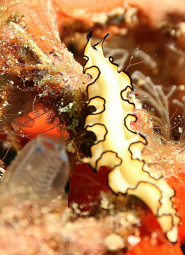 Sipadan_2015_Ver_Planaire dOrsak_Maiazoon orsaki_IMG_2878_rc.jpg